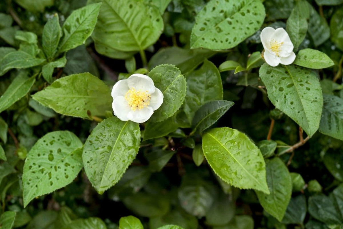 Camellia Sinensis Tea Plant – 1 Live Starter Plant | 3–5 Inches Tall | True Tea Plant | Green Black & White Tea | Container Garden Plant