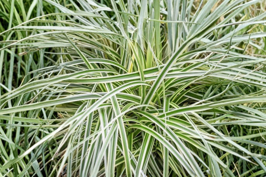 Carex ‘Feather Falls’ Variegated Japanese Sedge – Live Plant in 4 Inch Pot | Evergreen Ornamental Grass-Like Perennial | White & Green Foliage