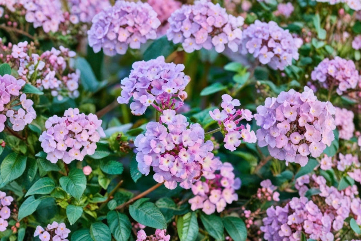 Purple Trailing Lantana – 4 Live Plants | 6–9 Inches Tall | Flowering Groundcover | Full Sun Container & Hanging Basket Plants