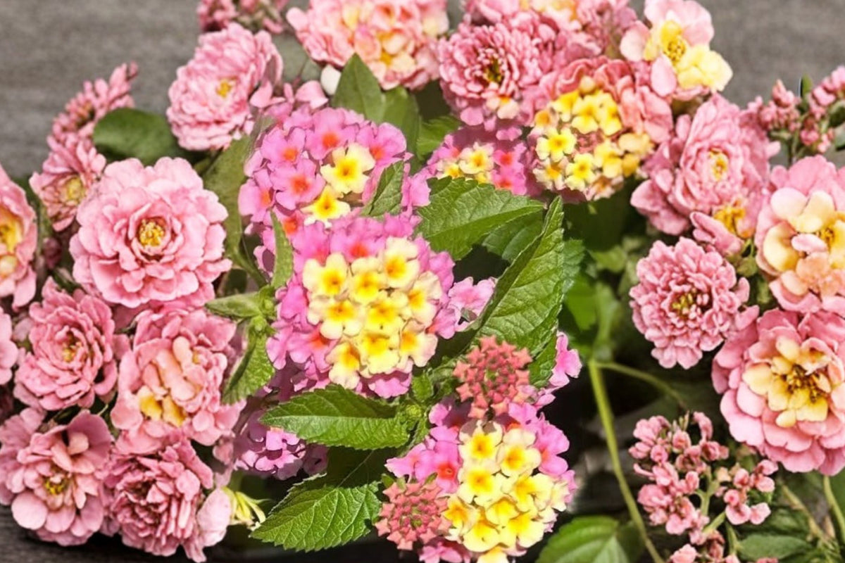 Ms. Huff Pink Lantana – 2 Live Bare Root Plants | 4–6 Inches Tall | Lantana camara | Heat Tolerant Pink Flowering Pollinator Plant