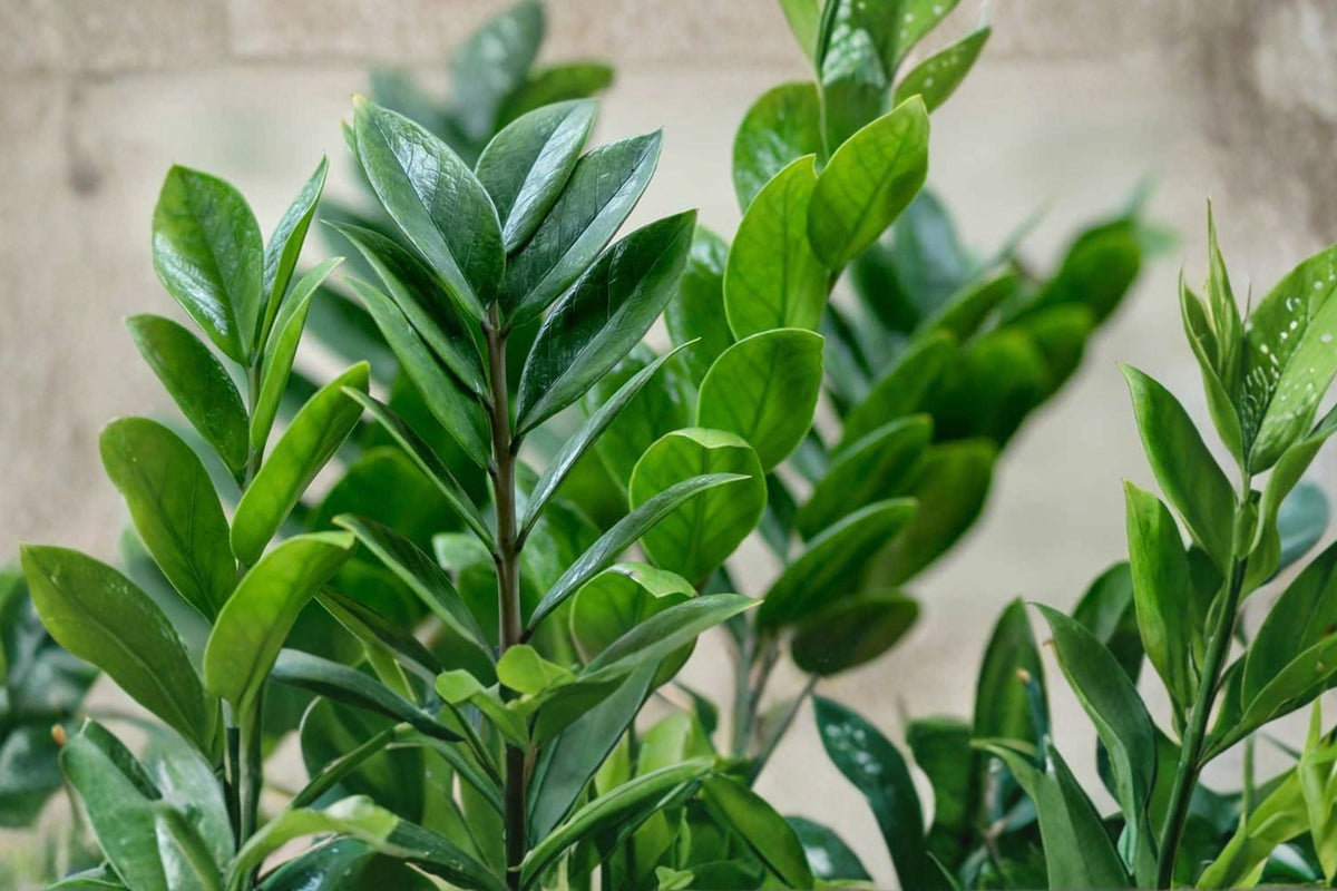 ZZ Plant Live Starter – Zamioculcas zamiifolia | Easy Care Indoor Houseplant | Low Light Tropical Foliage Plant