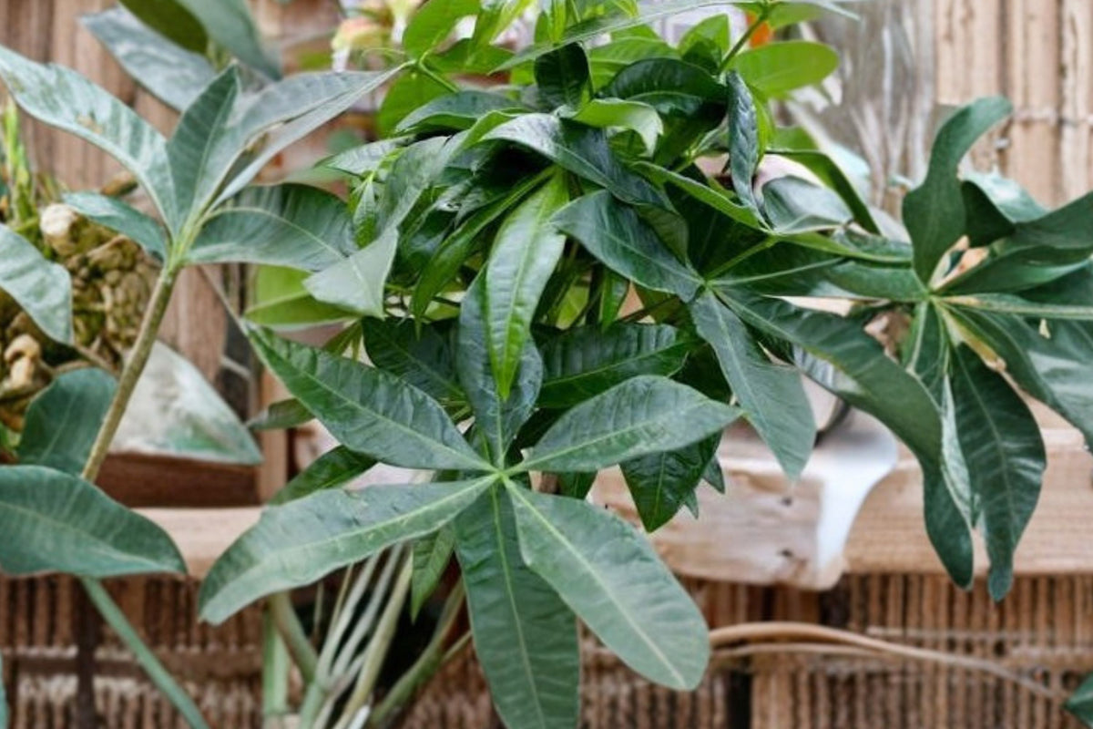 Pachira Stump Money Tree Live Plant – 4 Inch Pot | Pachira aquatica | Tropical Indoor Houseplant | Decorative Green Foliage Plant