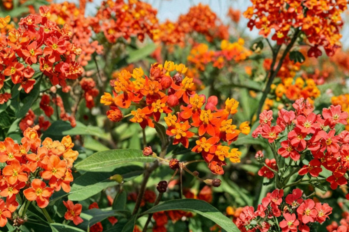 Yellow Tropical Milkweed Live Plant – 8–12 Inches Tall | Asclepias curassavica | Monarch Butterfly Host Plant | Pollinator Garden Perennial