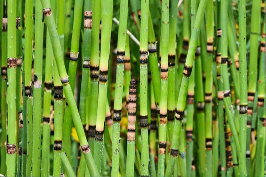 Horsetail Reed Live Plant – Equisetum hyemale | 4 Inch Starter | Modern Bamboo-Like Green Hedge | Pond & Container Plant