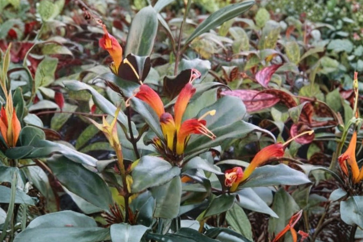 Black Pagoda Lipstick Plant – Live 4 Inch Starter | Aeschynanthus longicaulis | Zebra Pattern Foliage | Tropical Trailing Houseplant