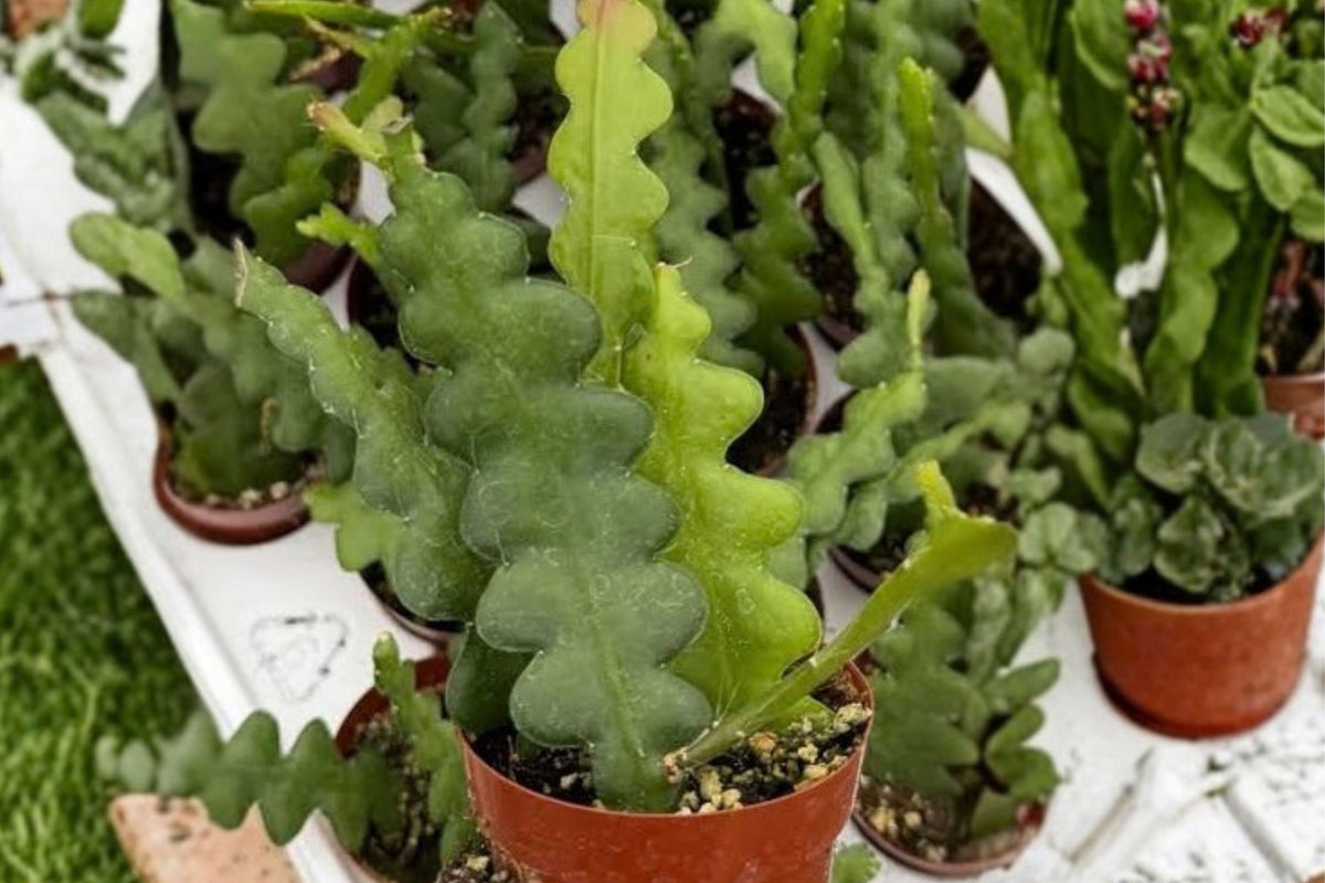 Fishbone Cactus Live Plant – 2.5 Inch Pot | Disocactus anguliger | Zig Zag Orchid Cactus | Trailing Indoor Houseplant