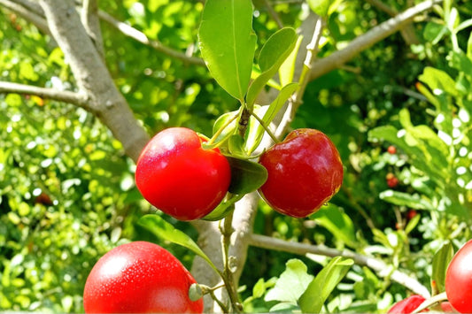 Barbados Cherry Live Plant – 4–8 Inches Tall | Acerola Cherry Fruit Tree | Malpighia emarginata | Tropical Backyard Orchard & Container Plant