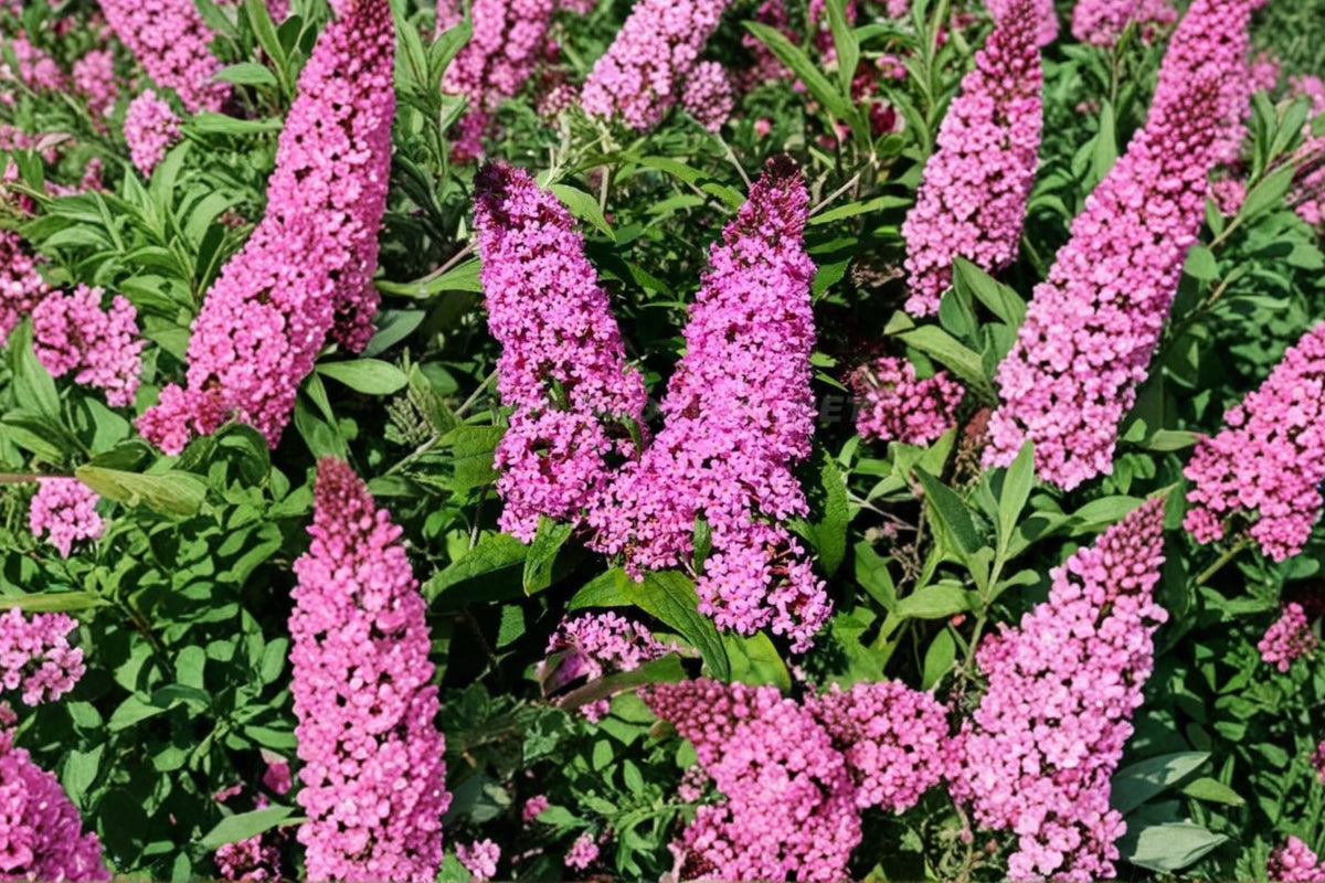Random Butterfly Bush Live Plant – 6 Months Old | 5–7 Inches Tall | Buddleja Flowering Shrub | Pollinator Garden Starter Plant