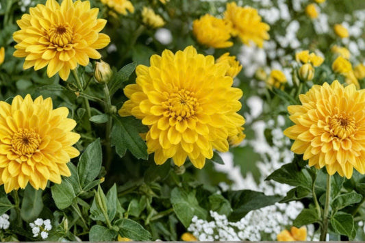 Yellow Chrysanthemum Mums – 2 Live Plants | 5–7 Inches Tall | Yellow Flowering Garden Mums | Fall Container & Border Starter Plants
