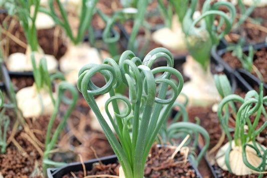 Albuca Spiralis ‘Frizzle Sizzle’ Live Plant – 12 Inches | Corkscrew Succulent | Curly Spiral Foliage | Mature Collector Plant