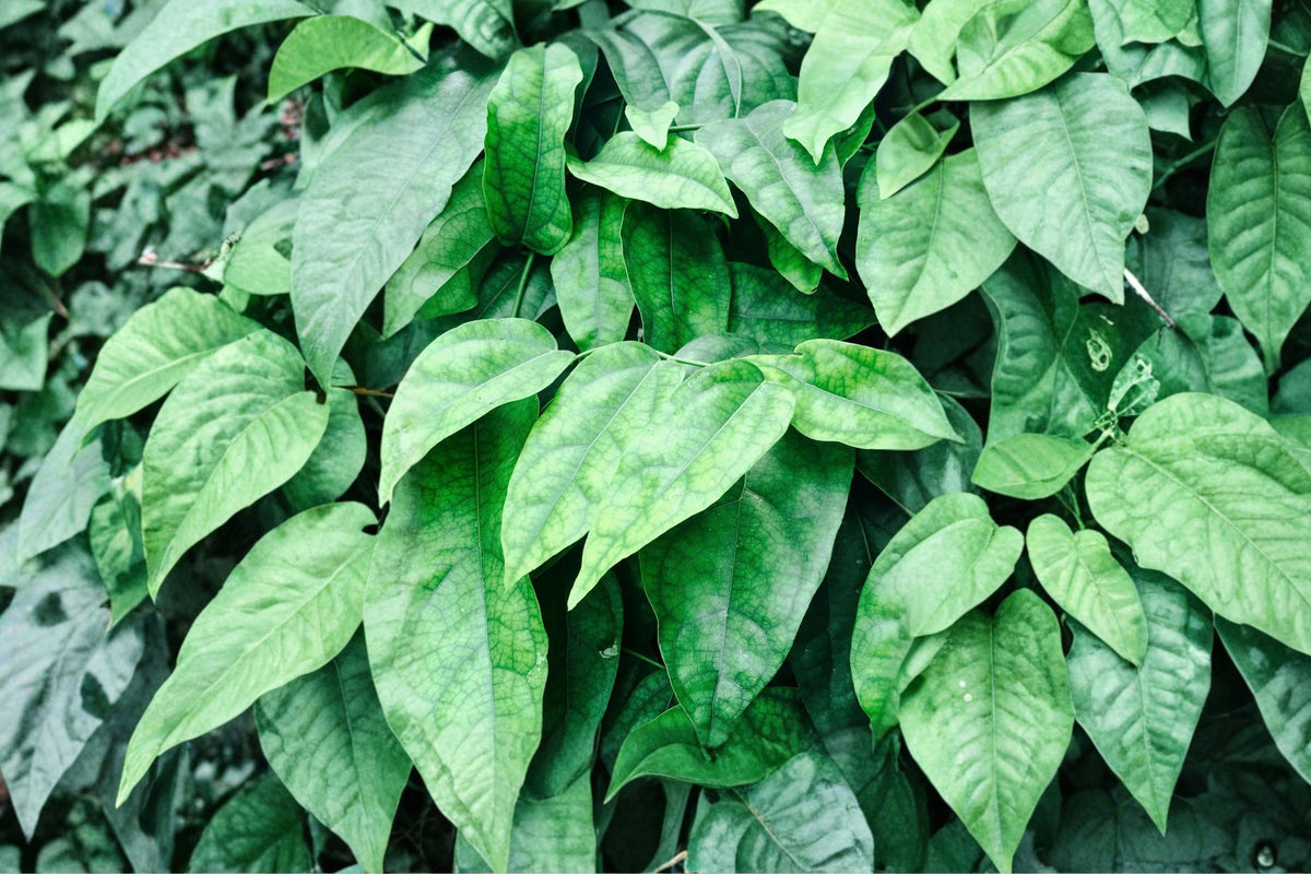 Green Grass Jelly Plant – Tiliacora triandra Live Plant | Yanang Vine | Cay Suong Sam | Southeast Asian Culinary Herb