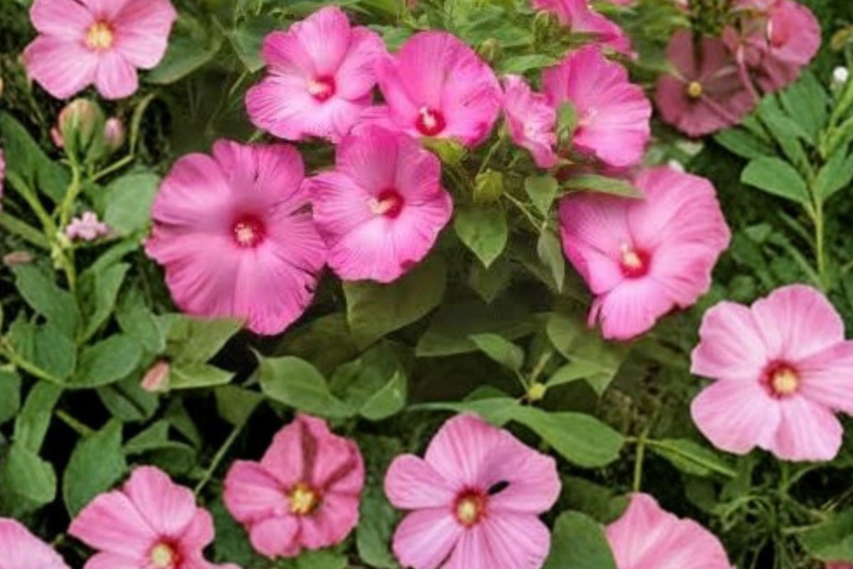 Luna Pink Hardy Hibiscus Live Plant – 4–8 Inches Tall | Hibiscus moscheutos | Large Pink Flowers | Bare Root Perennial Garden Starter
