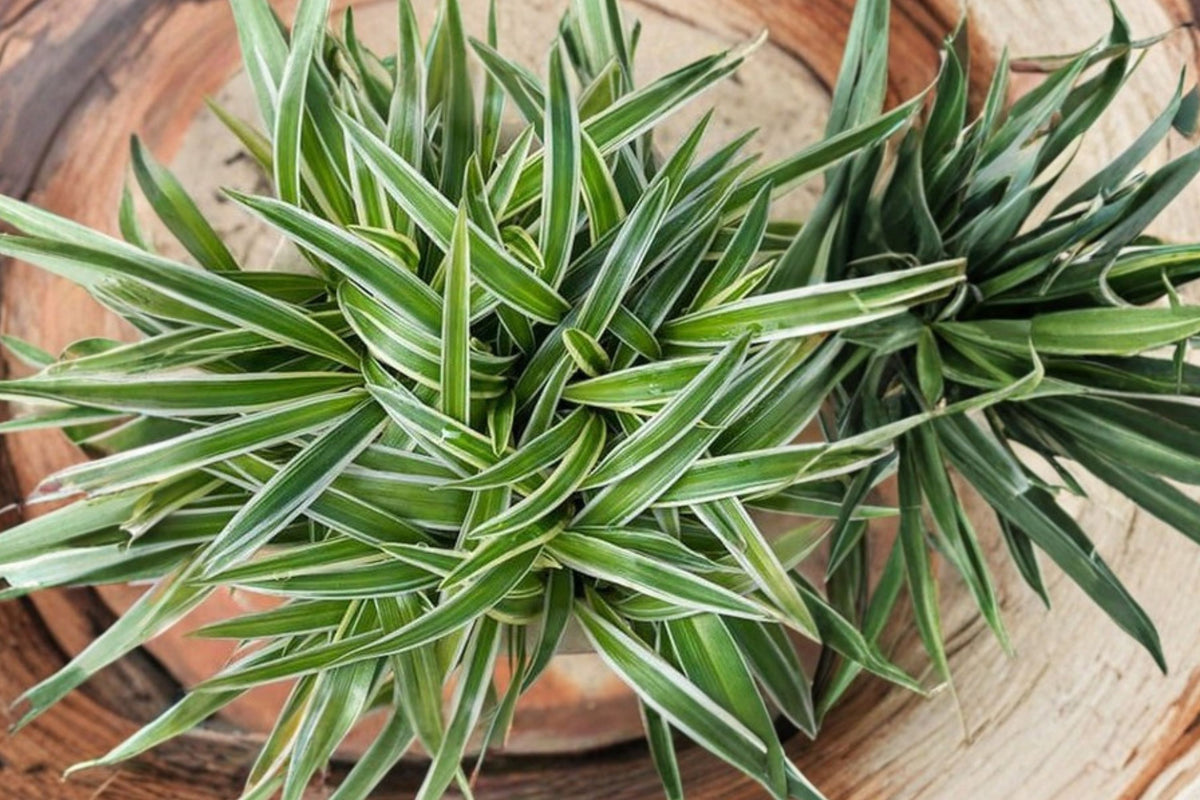 Variegated Spider Plant – Live Starter 10–12 Inches Tall | Chlorophytum comosum | Striped Airplane Plant | Bare Root Hanging Houseplant