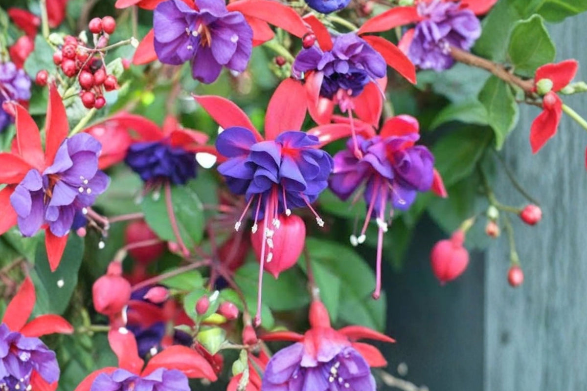 Fuchsia Live Plant – Choose Your Variety | 6 Inch Pot | Colorful Flowering Fuchsia | Hanging Basket Patio & Shade Garden Plant