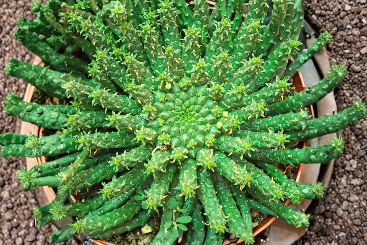 Euphorbia inermis Live Succulent – 5 Inch Rare Cluster | Medusa Head Euphorbia | Bare Root Collector Plant | Exotic Drought-Tolerant Succulent