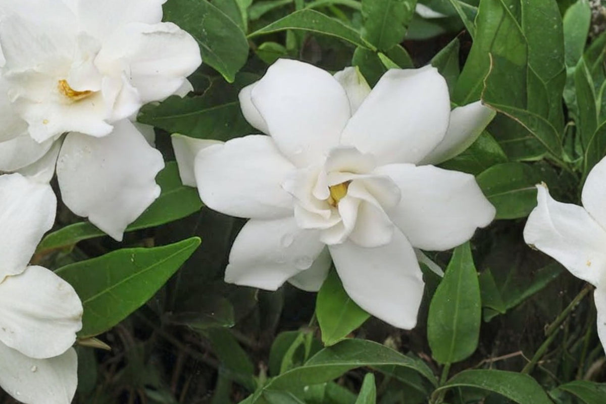 Frost Proof Gardenia – 30 Live Plants | 2 Inch Starters | Gardenia jasminoides | Fragrant White Flowers | Evergreen Flowering Shrub