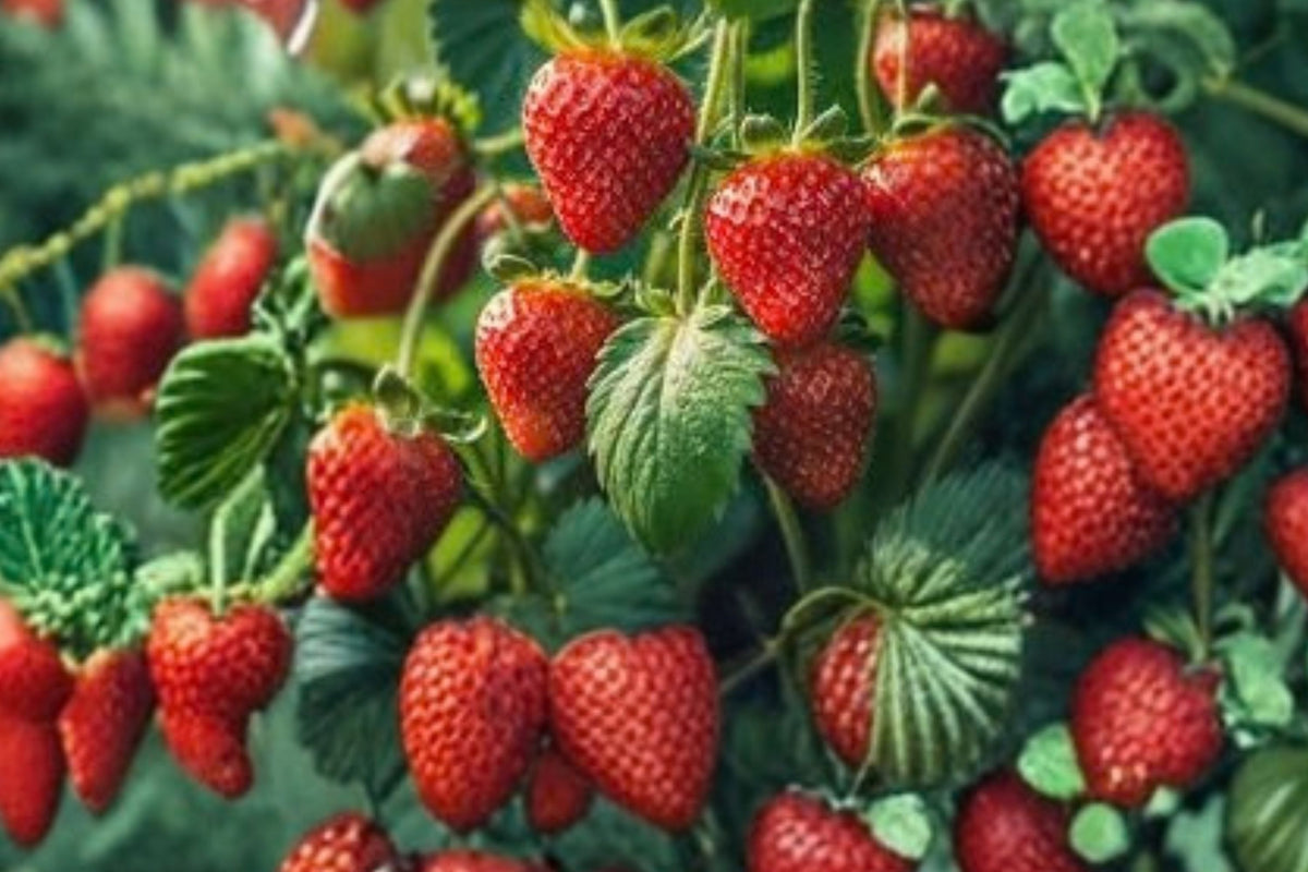 Scarlet June Strawberry – 5 Live Rooted Plants | June-Bearing Heirloom Strawberry | Sweet Red Berries | Edible Garden Starter Plants