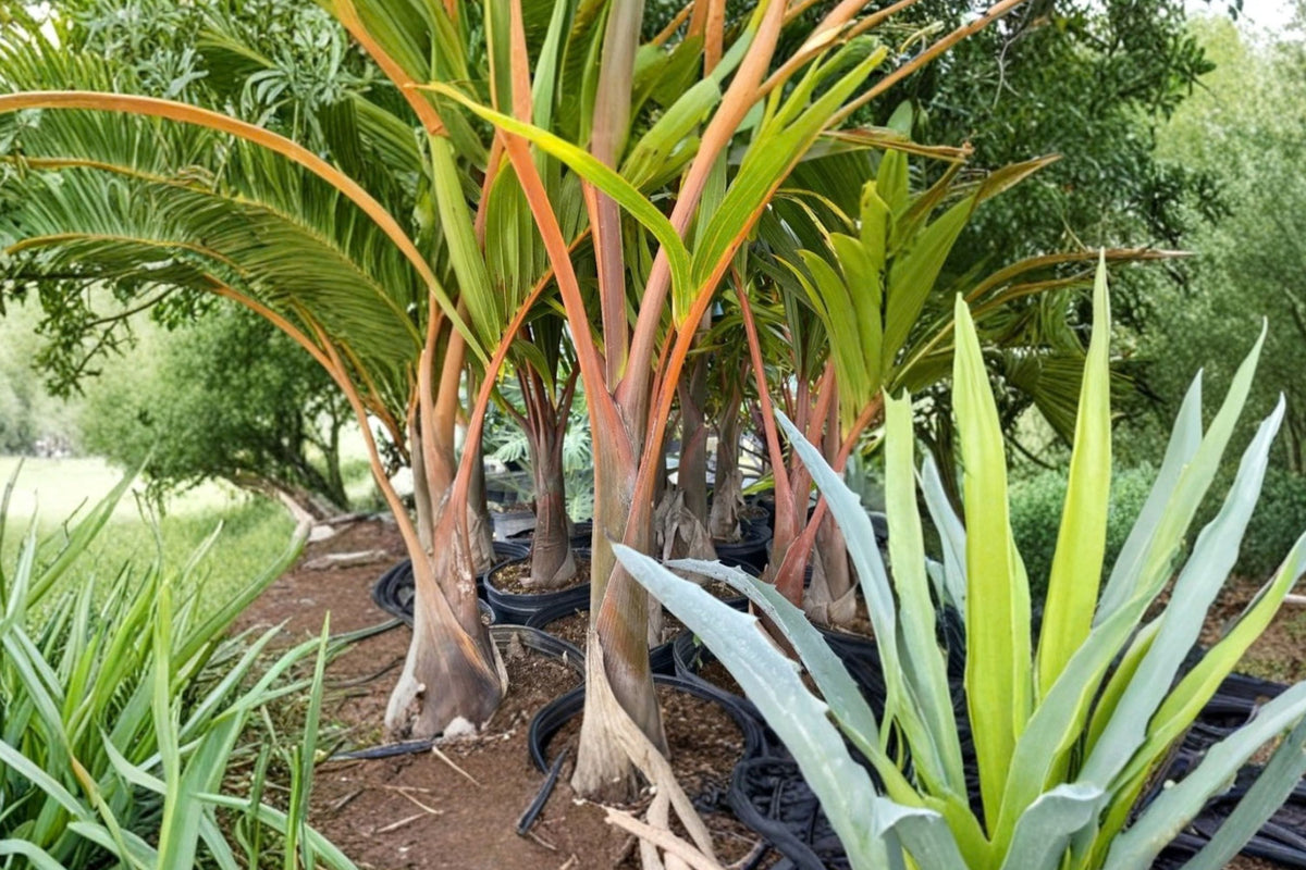 Triangle Palm Live Plant – 18–24 Inches Tall | 3 Gallon Pot | Dypsis decaryi | Tropical Ornamental Palm Tree | Patio & Landscape Plant