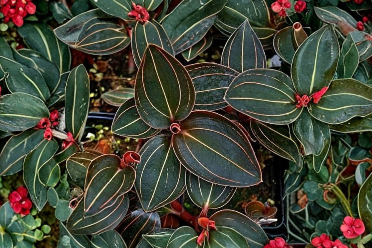 Ludochilus ‘Sea Turtle’ Jewel Orchid – Live Plant in 4 Inch Pot | Rare Foliage Orchid | Tropical Indoor Houseplant | Collector Plant