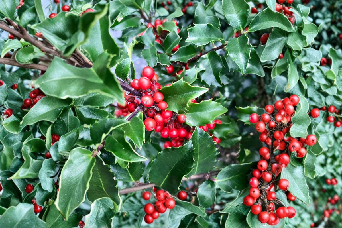 Dwarf Holly Berry Tree – Live Evergreen Shrub | Ilex Plant in Medium Pot | Glossy Green Foliage | Ornamental Garden & Patio Plant
