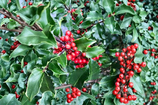 Dwarf Holly Berry Tree – Live Evergreen Shrub | Ilex Plant in Medium Pot | Glossy Green Foliage | Ornamental Garden & Patio Plant