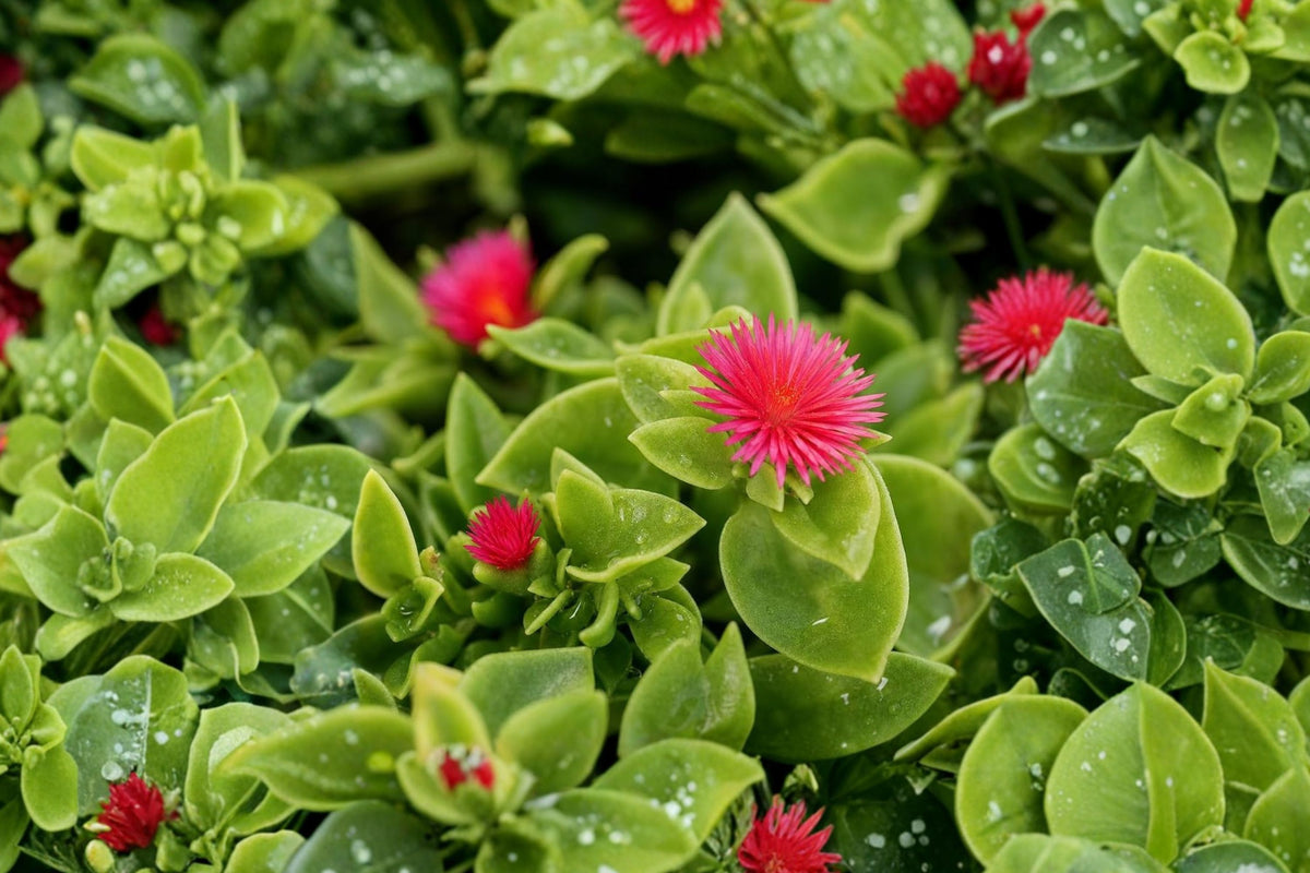 Red Baby Sun Rose – 2 Live Plants | 2 Inch Pots | Aptenia ‘Red Apple’ | Trailing Ice Plant Succulent | Flowering Ground Cover