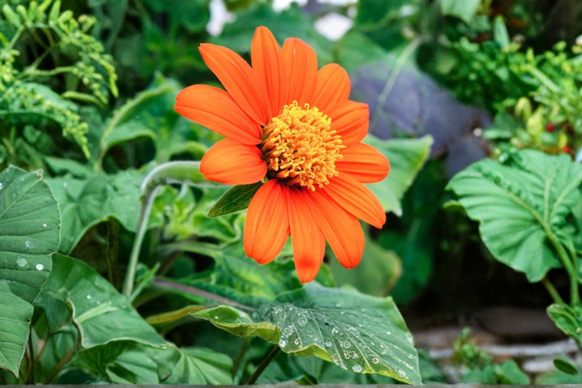 Mexican Sunflower Live Plant – Tithonia rotundifolia | Orange Flowering Starter | Butterfly & Pollinator Garden | Heat-Tolerant Annual