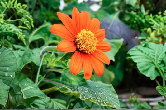 Mexican Sunflower Live Plant – Tithonia rotundifolia | Orange Flowering Starter | Butterfly & Pollinator Garden | Heat-Tolerant Annual