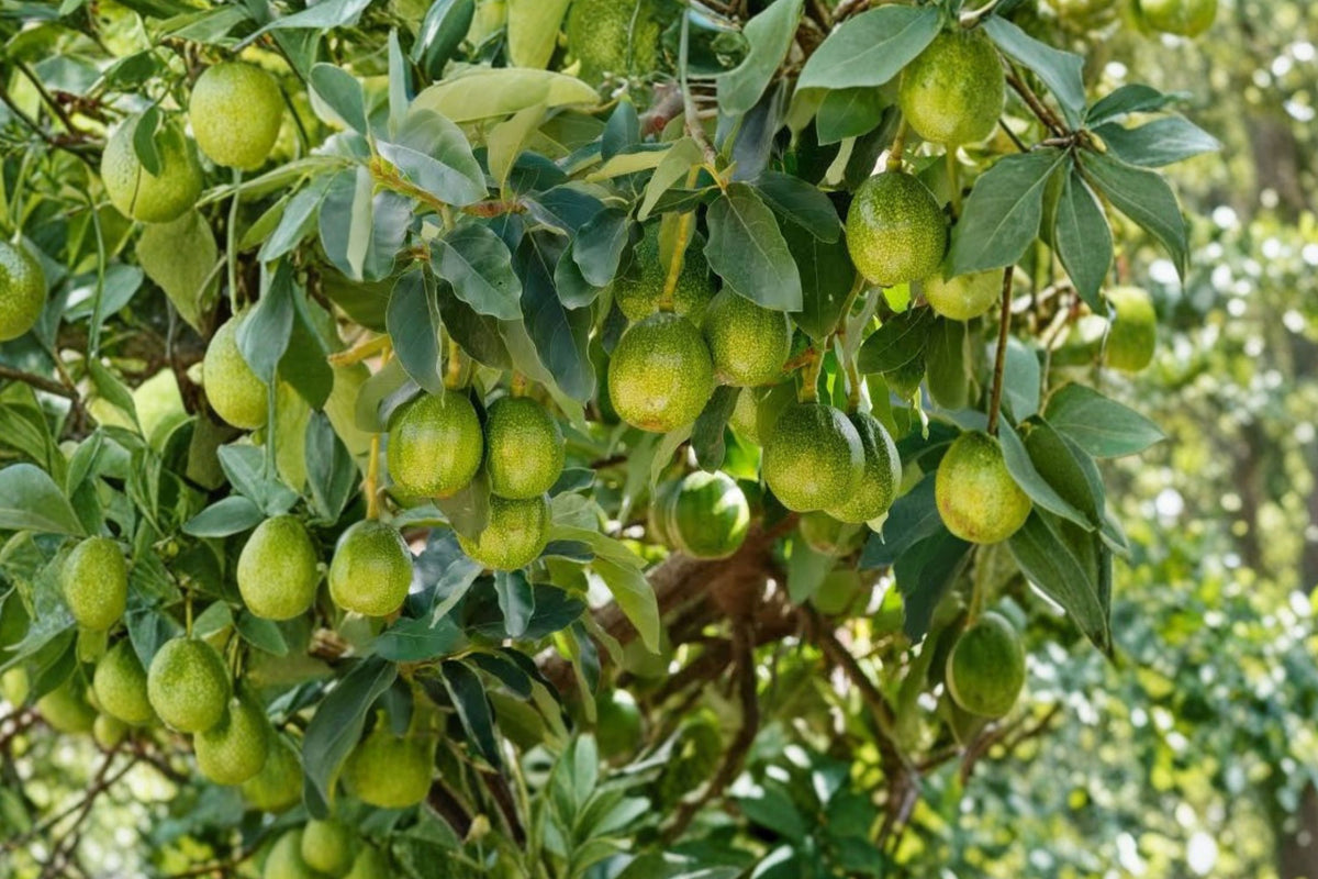 Marcus Pumpkin Avocado Tree – Live Tropical Fruit Tree | Persea americana | Rare Avocado Variety | Backyard Orchard & Patio Plant