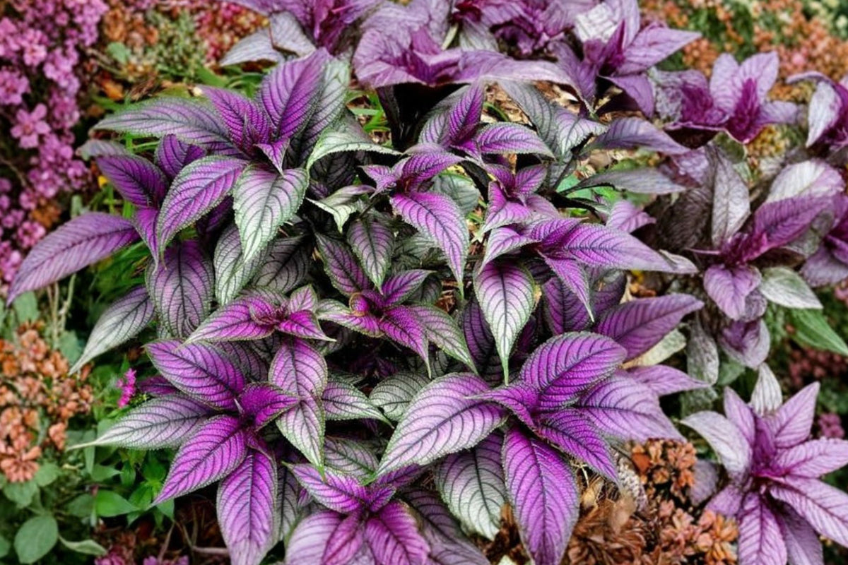 Persian Shield Live Plant – Strobilanthes dyerianus | 4 Inch Pot | Purple & Silver Foliage | Tropical Ornamental Houseplant