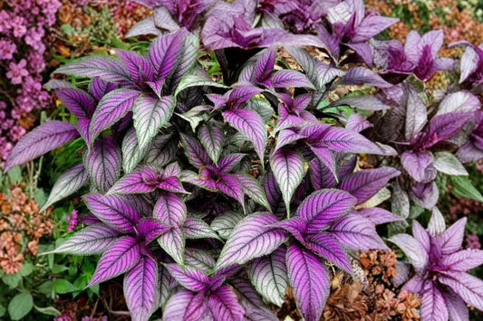 Persian Shield Live Plant – Strobilanthes dyerianus | 4 Inch Pot | Purple & Silver Foliage | Tropical Ornamental Houseplant