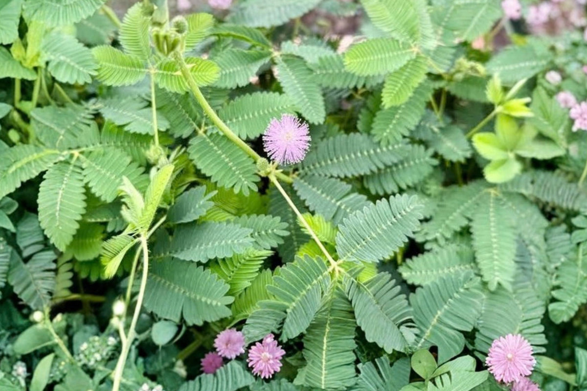 Sensitive Plant – Mimosa pudica Live Houseplant | 4 Inch Pot | Touch-Sensitive Folding Leaves | Interactive Tropical Plant