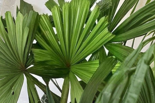 Old Man Palm Tree – Live Tropical Palm in 3 Gallon Pot | Ornamental Palm | Exotic Landscape & Patio Plant