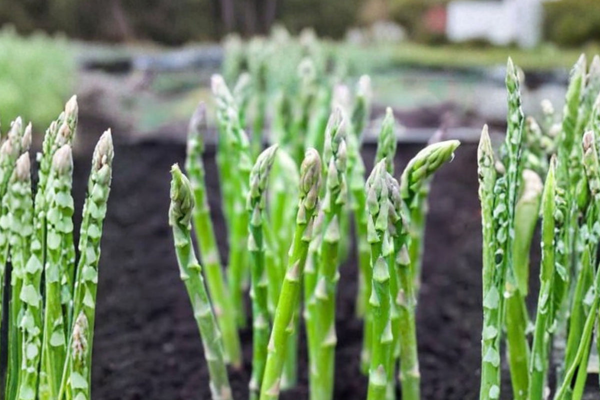 Mary Washington Asparagus – 25 Live Plant Plugs | Heirloom Perennial Vegetable | Asparagus officinalis | Edible Garden Starters | PRE-ORDER