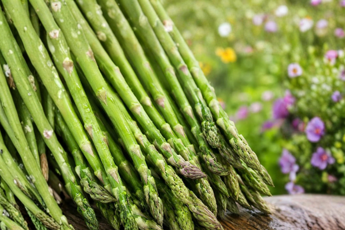Jersey Giant Asparagus – 20 Live Bare Root Crowns | 2-Year-Old Plants | Large Green Spears | Hardy Perennial Vegetable | Edible Garden