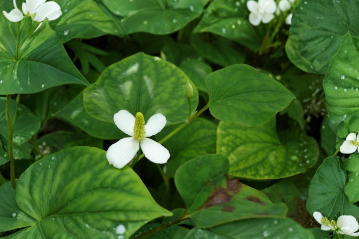 Fish Mint Live Plants – 10 Bare Root Houttuynia cordata | Vietnamese Diếp Cá | Edible Asian Herb | Moisture-Loving Perennial Ground Cover