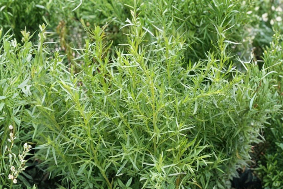 Tarragon Live Herb Plants – 3 Rooted Perennial Starters | Artemisia dracunculus | Aromatic Culinary Herb | Kitchen & Container Garden