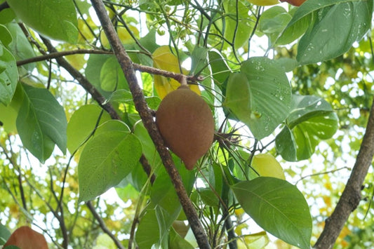 Pangium edule Live Seedling – Rare Tropical Tree | Keluak / Kepayang Plant | Exotic Botanical Collector Tree | Outdoor Garden Starter