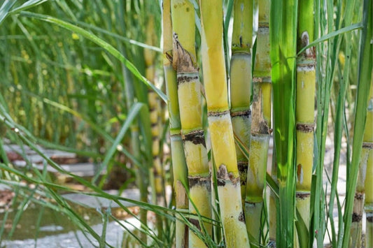 Sugarcane Live Plants – 3 Rooted Cuttings | Sweet Sugar Cane | Yellow & Green Tropical Grass | Ready-to-Grow Garden Starters