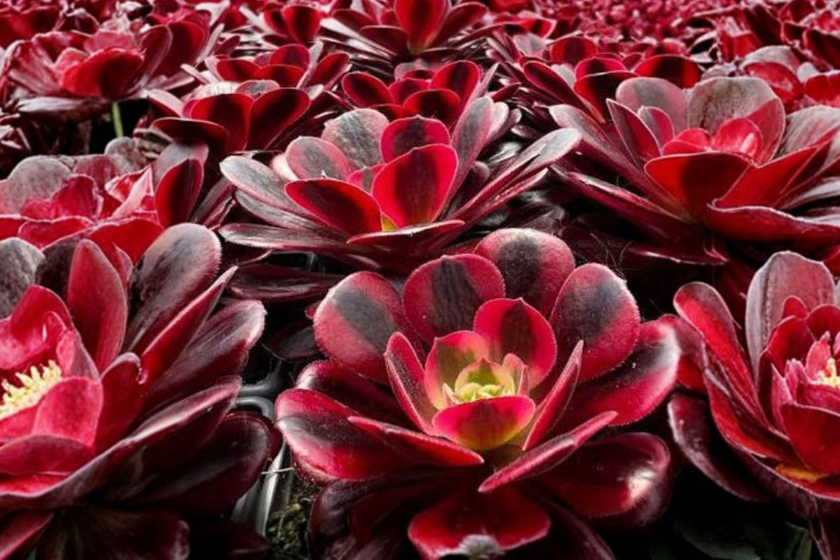 Aeonium Medusa Live Succulent – Rare 8-Inch Cluster | Variegated Aeonium | Colorful Rosette Succulent | Collector Plant