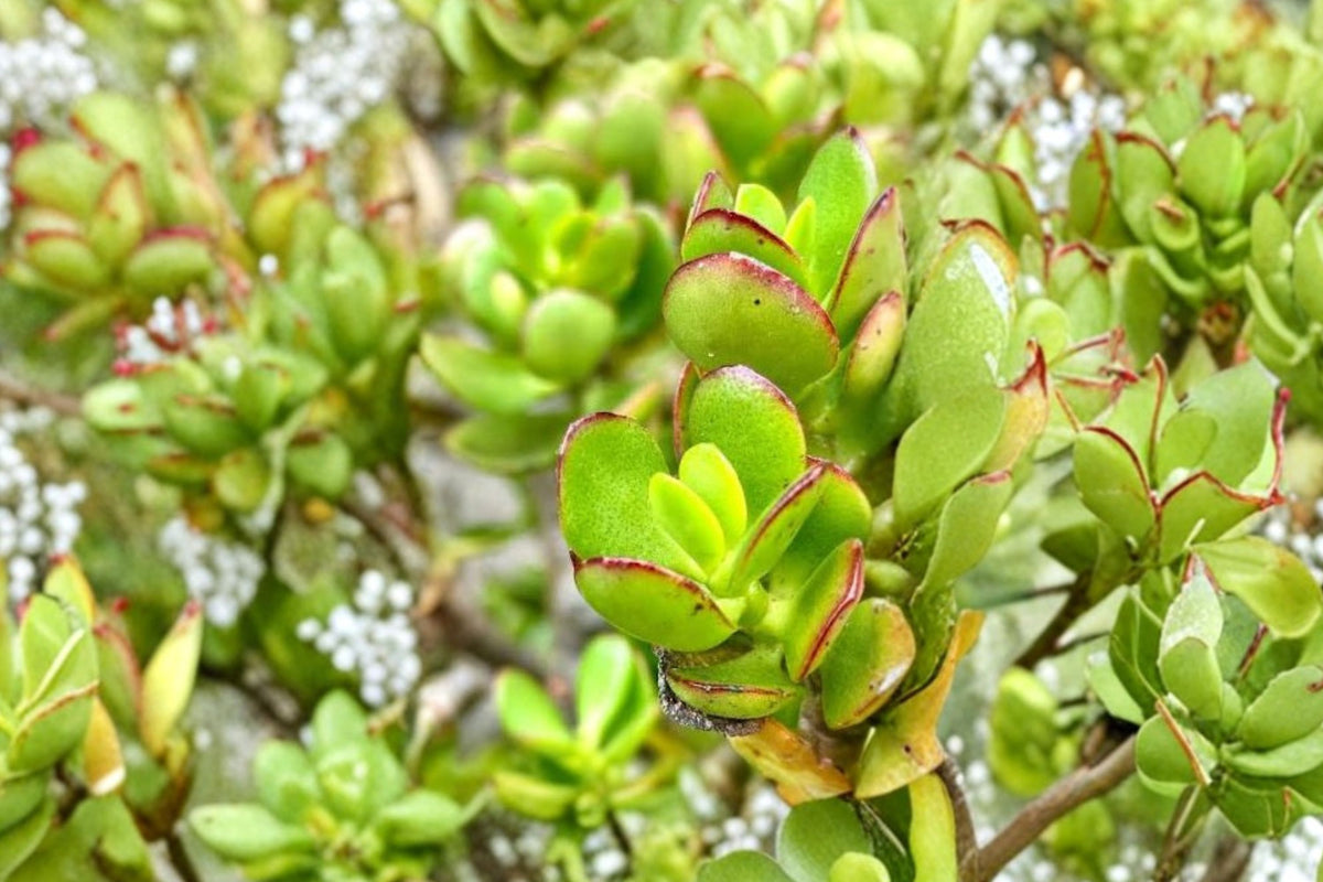 Crosby’s Jade Plant – 1 Large Live Crassula ovata Cutting | 17–24 Inches Tall | Bare Root Succulent | Bonsai-Style Plant + Bonus Cutting