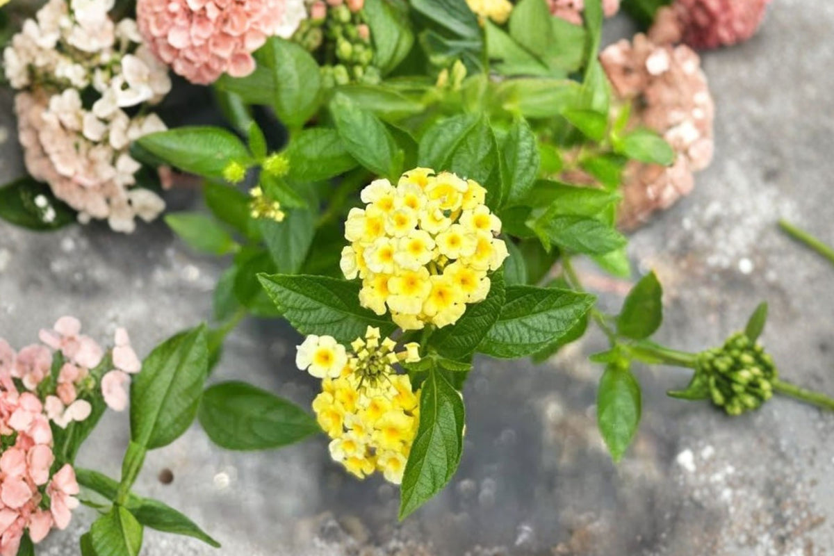 Lantana Lemon Drop Live Plants – 2 Starter Plugs | Pale Yellow Flowers | Heat-Tolerant Flowering Perennial | Pollinator Garden