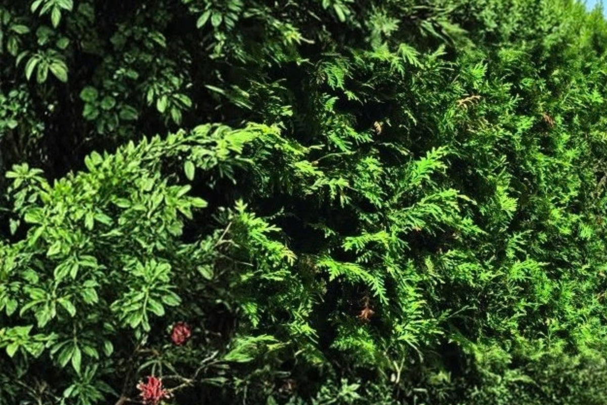 Thuja Green Giant Arborvitae – 10 Live Evergreen Trees | 2-Inch Potted Starter Plants | Fast-Growing Privacy Hedge | Hardy Landscaping Conifers