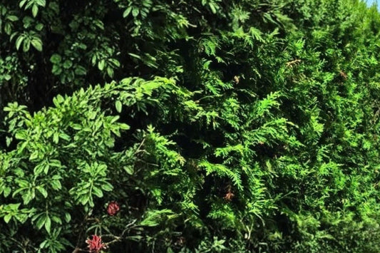 Thuja Green Giant Arborvitae – 10 Live Evergreen Trees | 2-Inch Potted Starter Plants | Fast-Growing Privacy Hedge | Hardy Landscaping Conifers