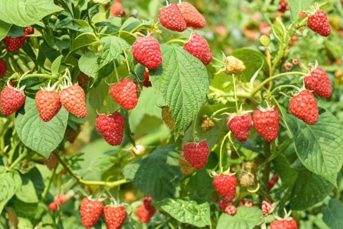Caroline Red Raspberry – 2 Live Starter Plants | 4–7 Inch Rooted Berry Bushes | Everbearing Red Raspberries | Edible Fruit Garden