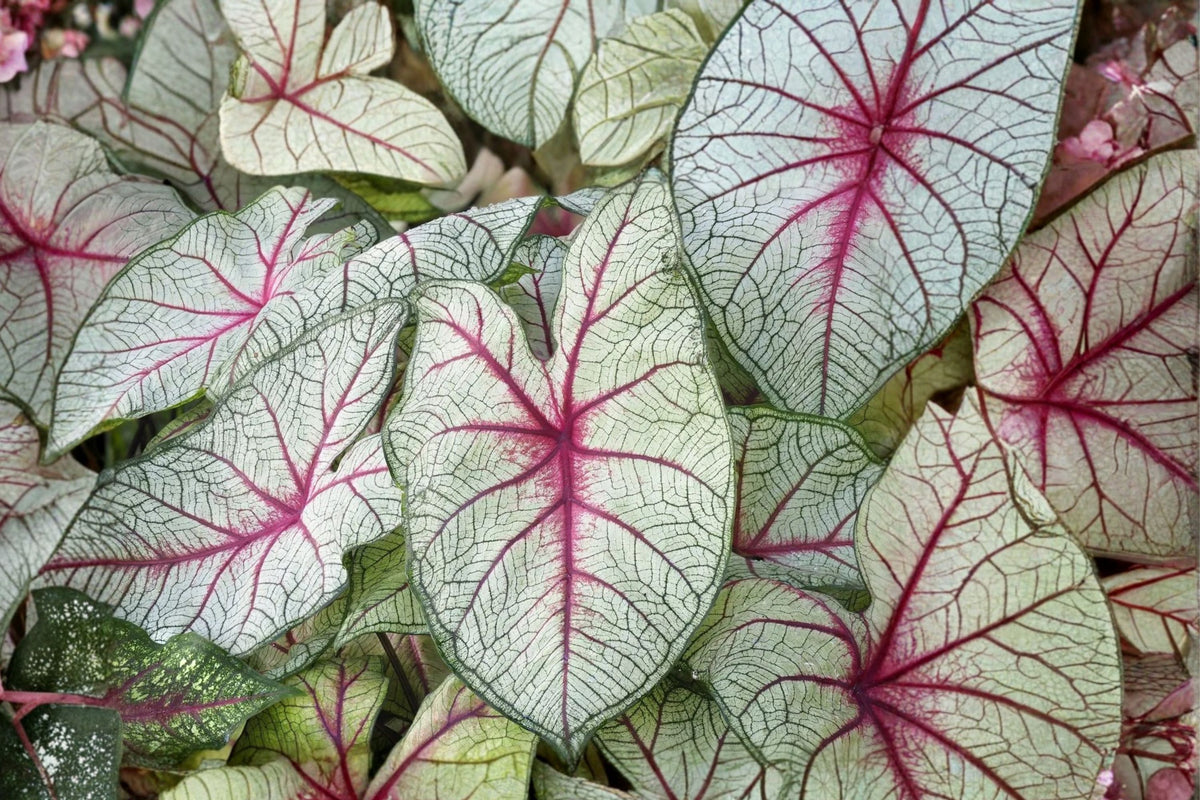 White Queen Caladium – 2 Live Planting Bulbs | 1–1.5 Inch Tropical Tubers | White, Pink & Red Fancy Leaf Foliage | Shade Garden Plant