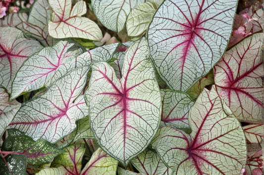 White Queen Caladium – 2 Live Planting Bulbs | 1–1.5 Inch Tropical Tubers | White, Pink & Red Fancy Leaf Foliage | Shade Garden Plant