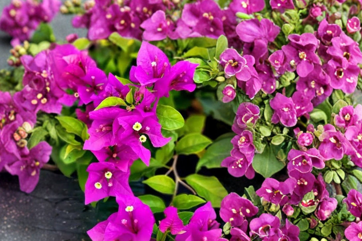 Purple Bougainvillea Live Plants – 3 Rooted Flowering Vines | 4–7 Inch Starter Plants | Tropical Climbing Vine | Patio & Garden Trellis