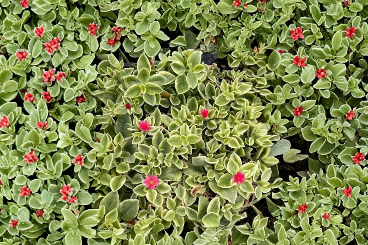 Variegated Dorotheanthus Live Plant – 4-Inch Pot | Mezoo Trailing Red Succulent | Cream & Green Foliage | Red Flowers | Hanging Basket Plant