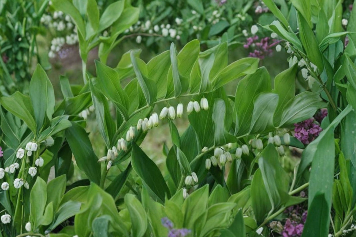 Solomon’s Seal – 2 Live Bare Root Perennial Plants | White Spring Flowers | Shade-Loving Woodland Plant | Outdoor Garden Starters